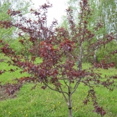 Raudonlapė